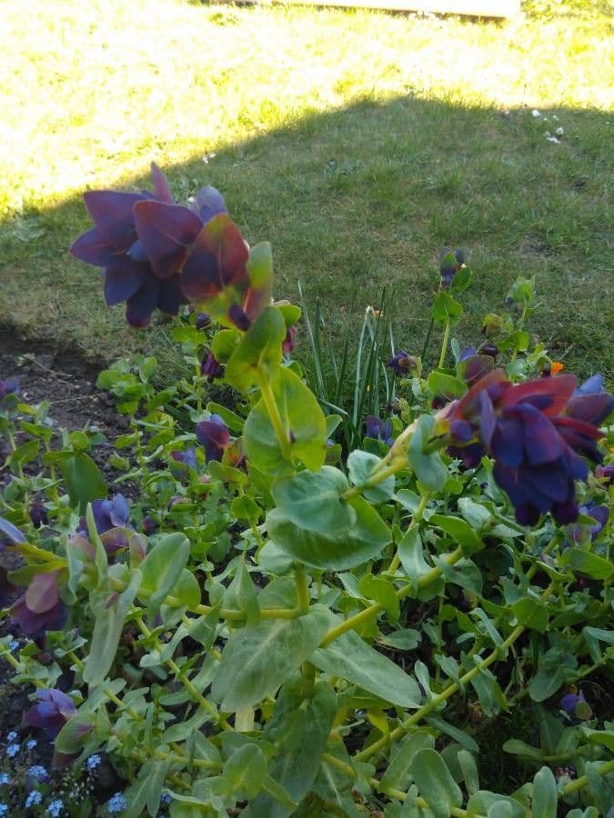 Cerinthe liscia 16