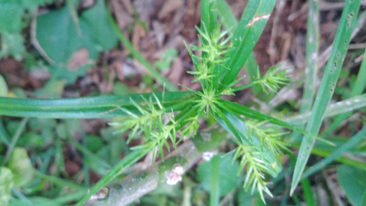 Cyperus meyenianus