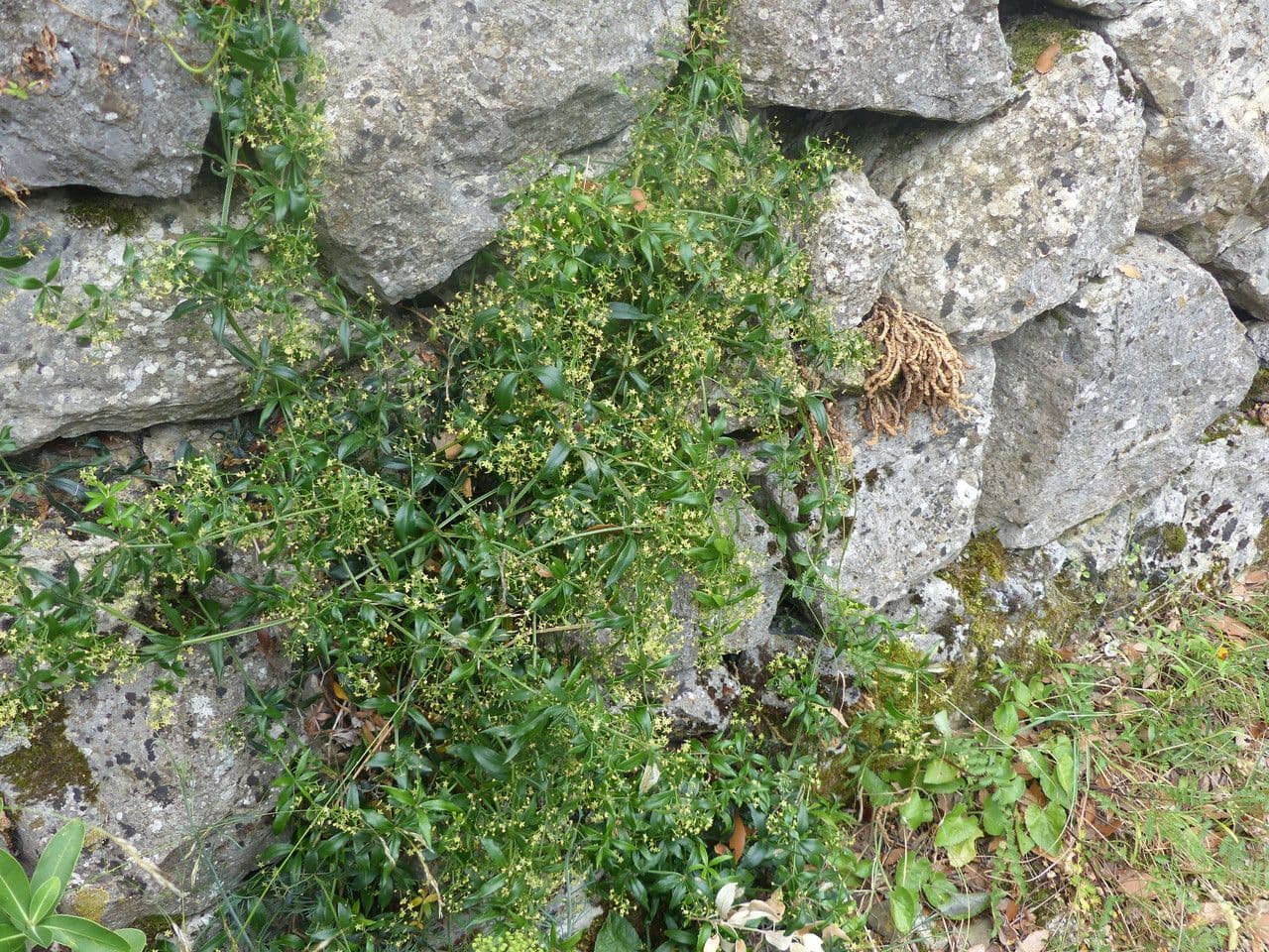 Wild madder 12