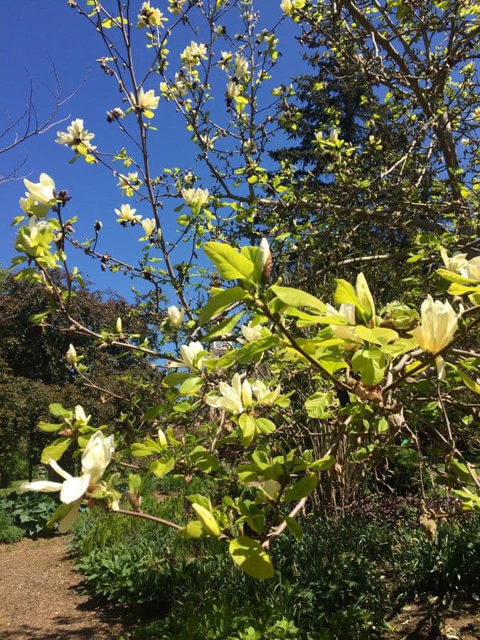 Magnolia denudata 14