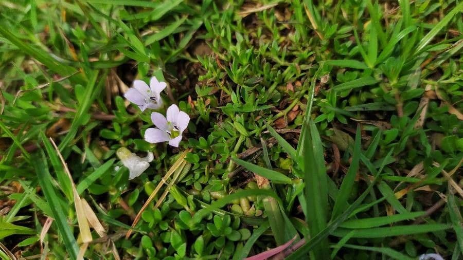 Gratiola