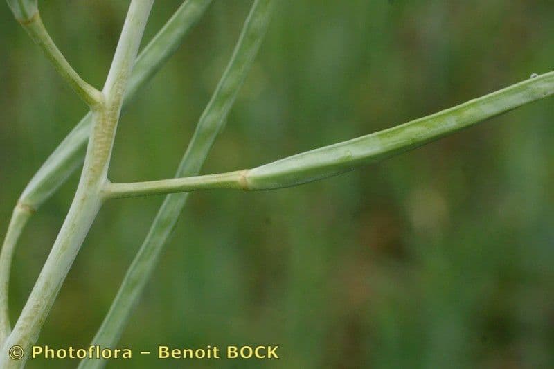 Conringia orientale 23