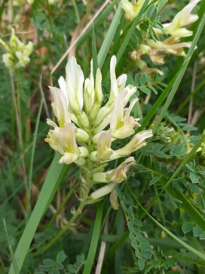 Astragalus hamosus 8