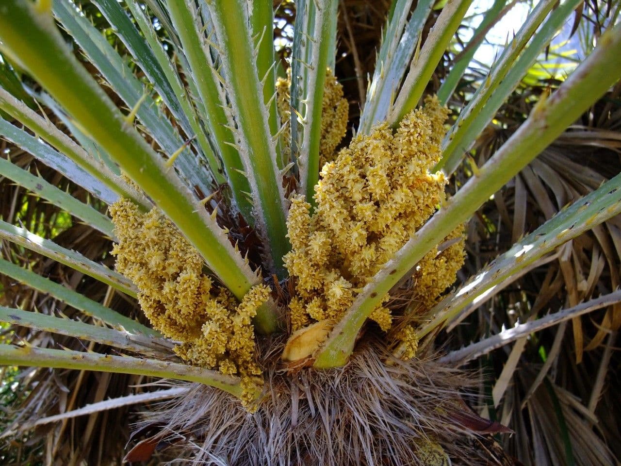 Palmito 8