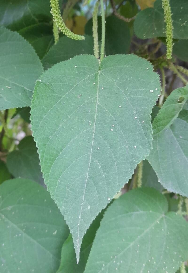 Acalifa plicata 4