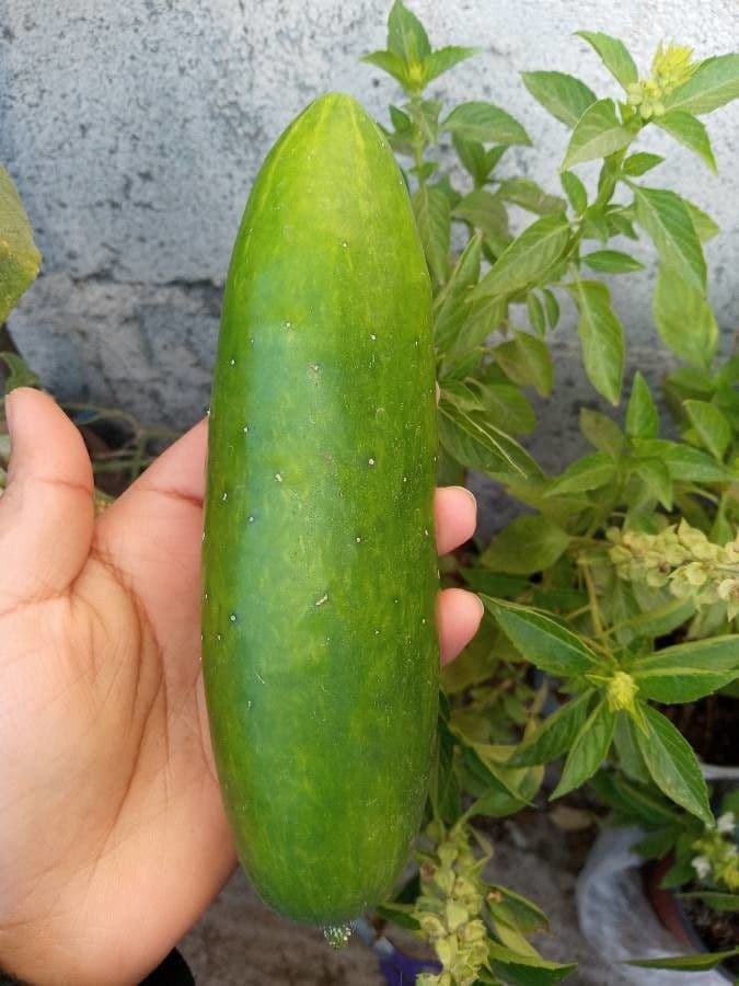 Concombre 2