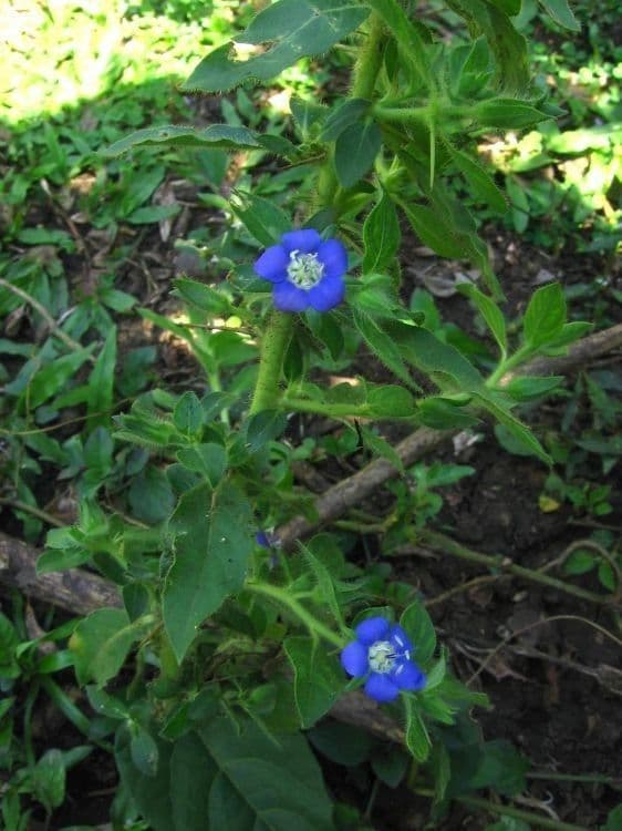 Hydrolea