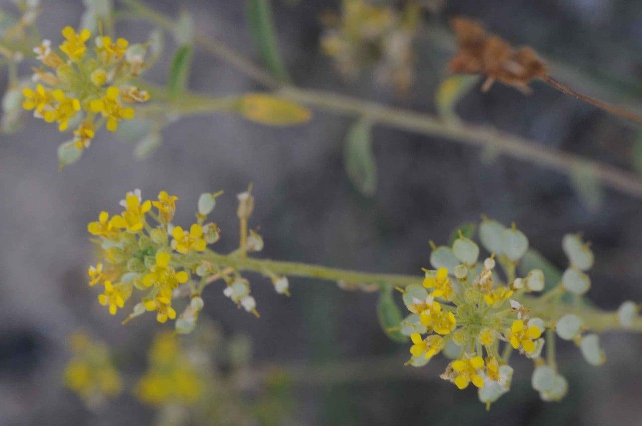 Alyssum serpyllifolium 3
