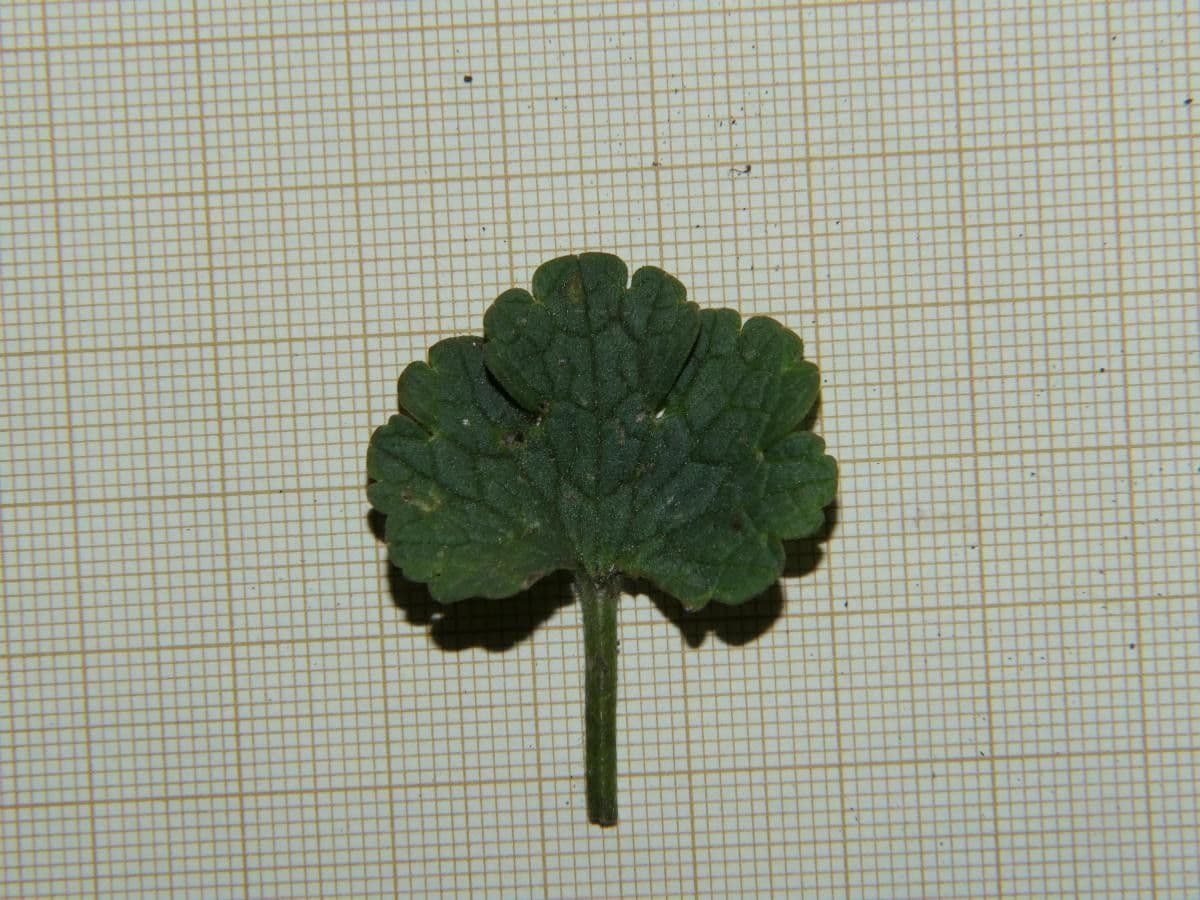 Ranuncolo 10