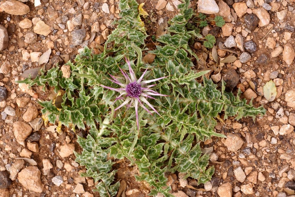 Elfenbein-Grasdistel 9