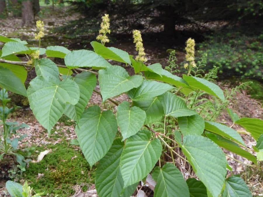 Arce de hoja de tilo 3