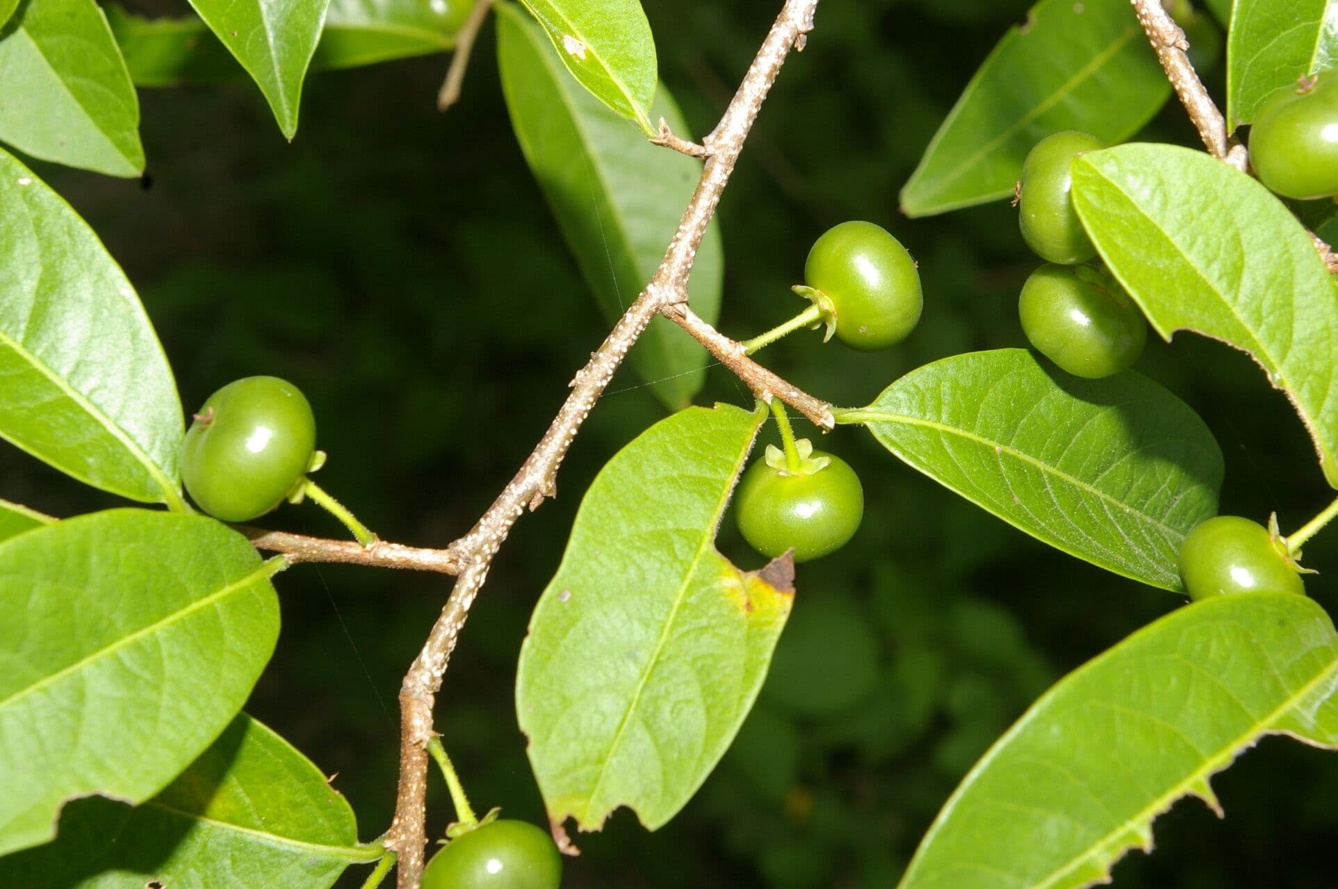 Margaritaria nobilis 5