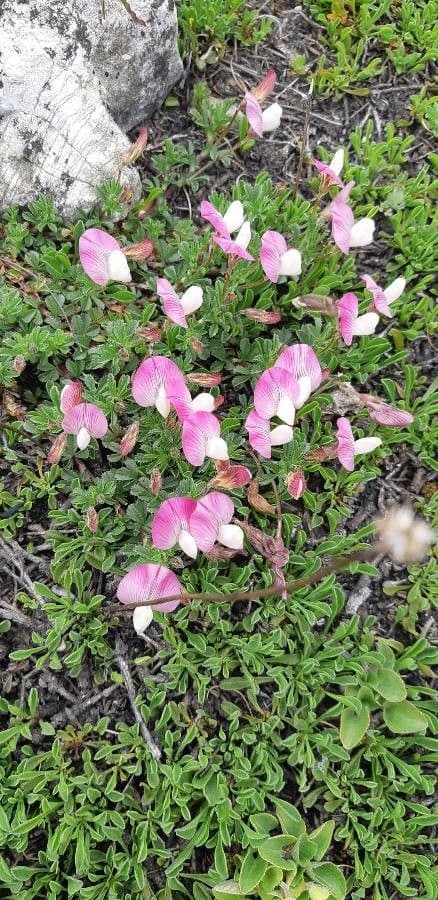 Ononis cristata 9