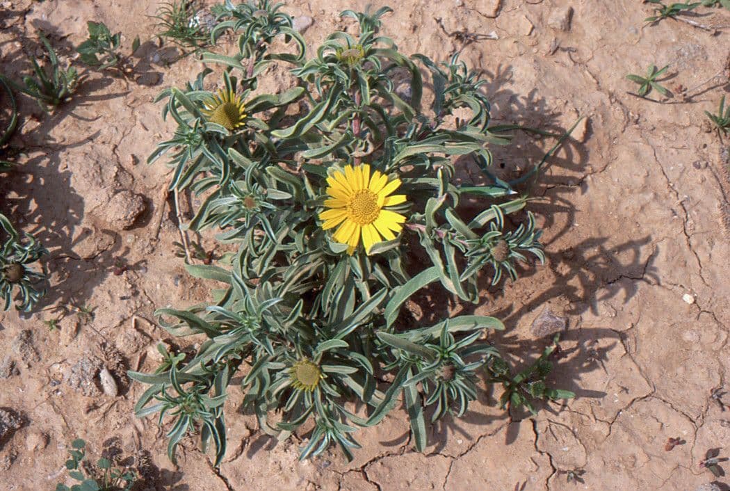 Asteriscus odorant 10