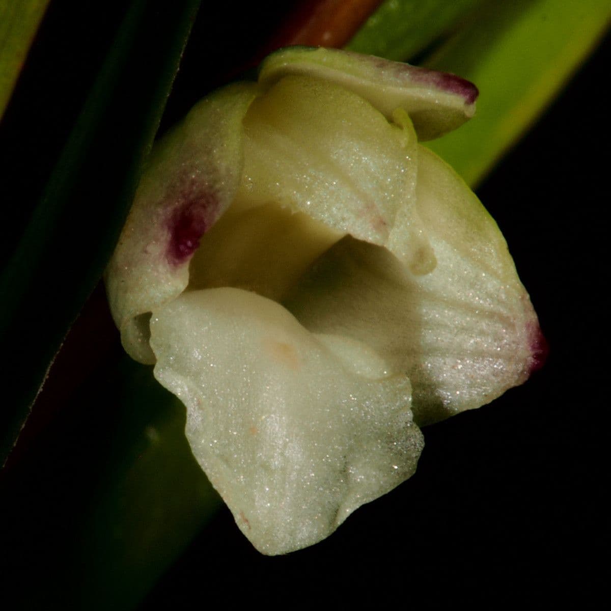 Dendrobio unicarinato