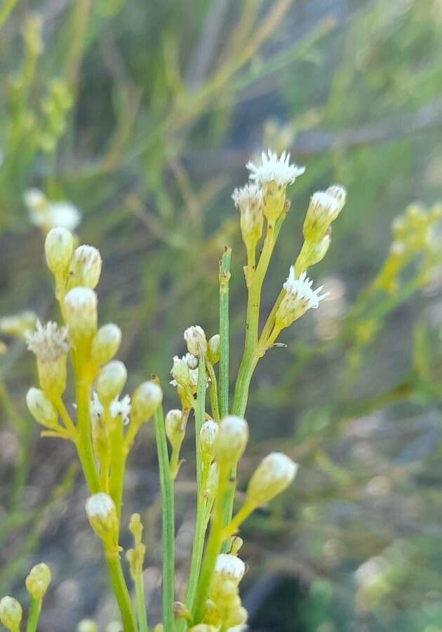 Pseudobaccharis 4