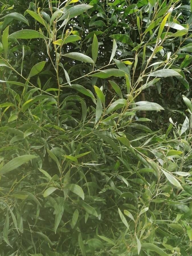 Acacia nera 17