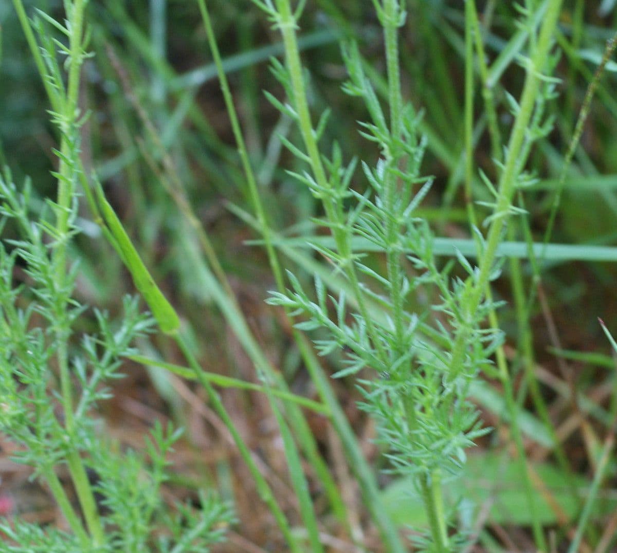 Camomilla romana 25