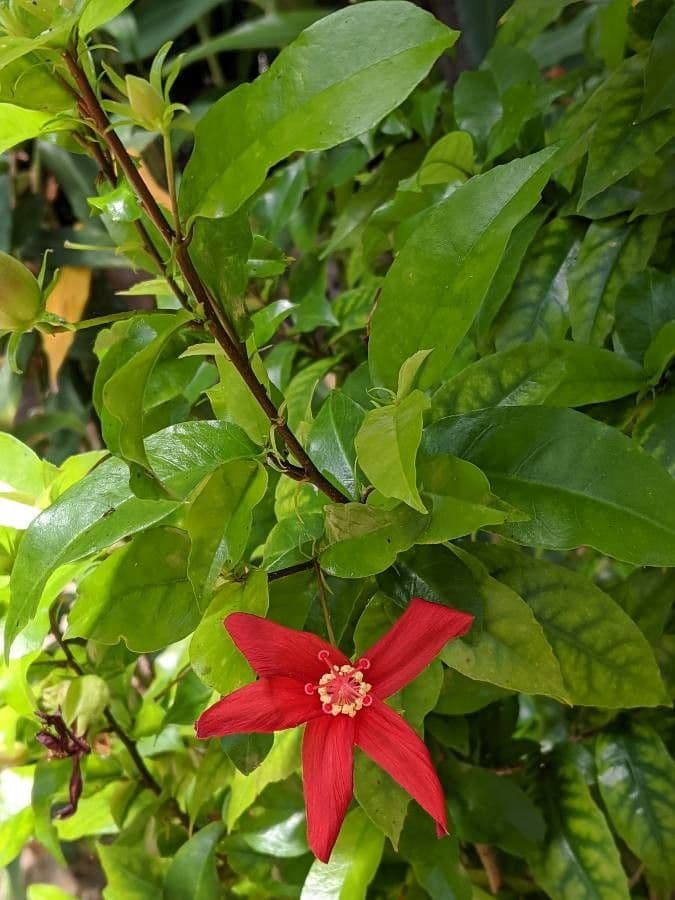 Hibiskus 5
