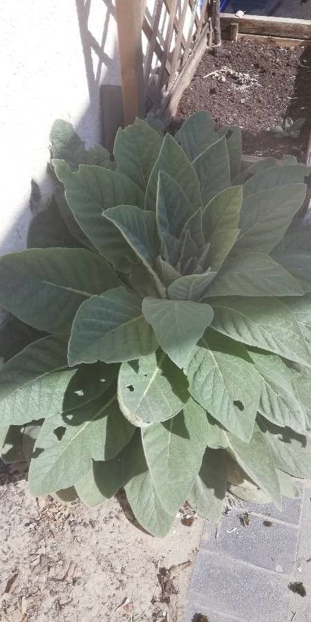 Verbasco phlomoides 20