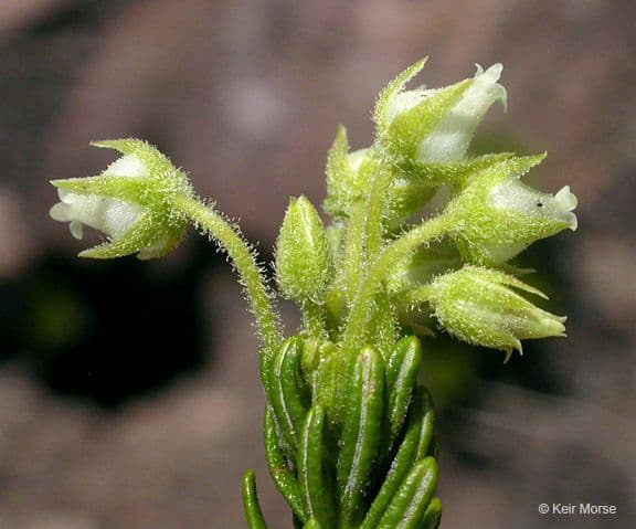 Gelbe Bergheide 5