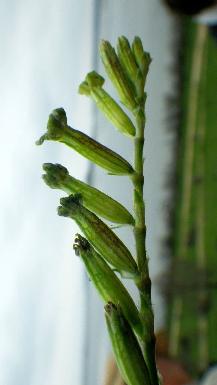 Mediterranean catchfly 29