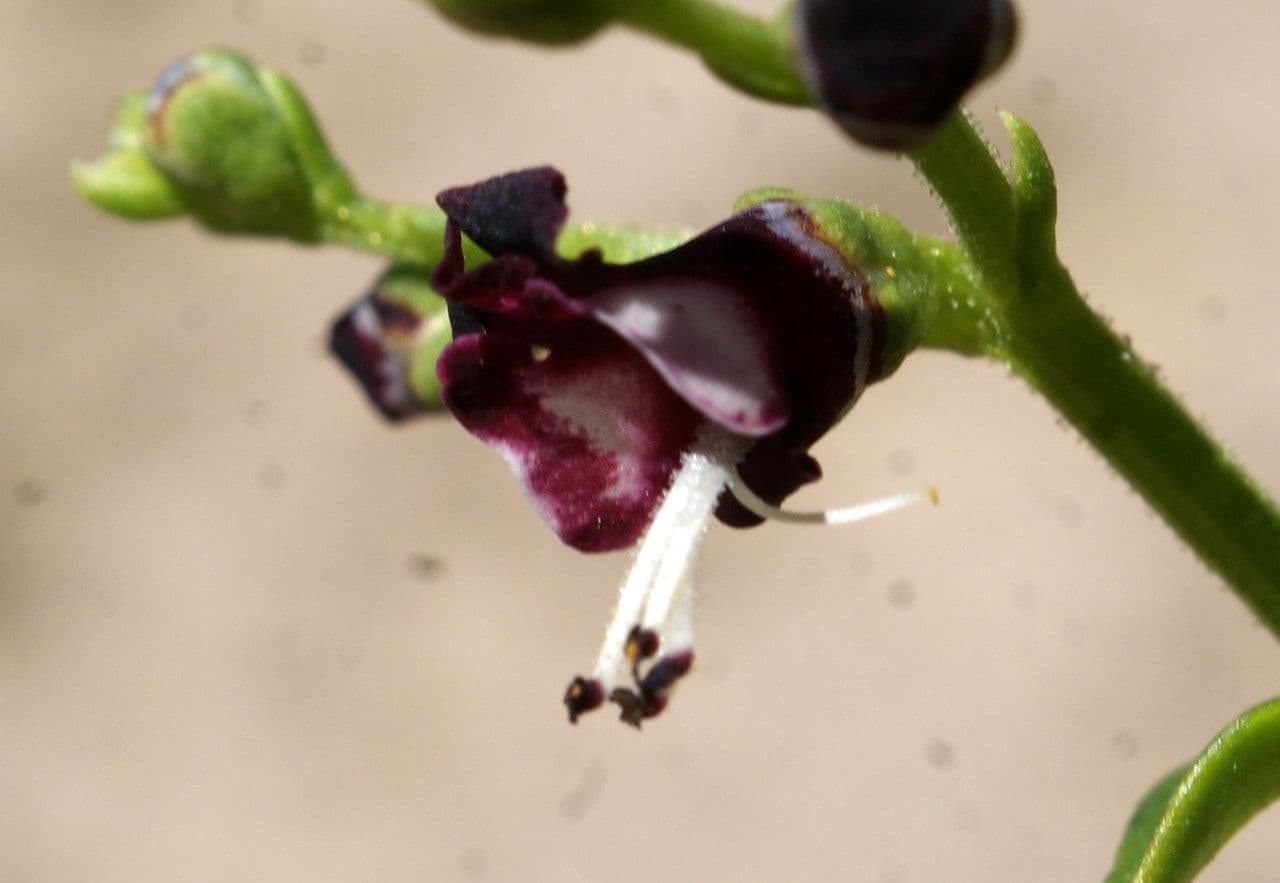 Scrophularia arbustiva 5