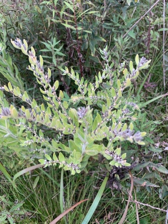 Leadplant 18