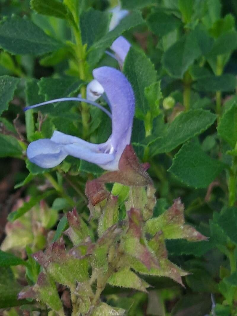 Falsche blaue Salbei 2