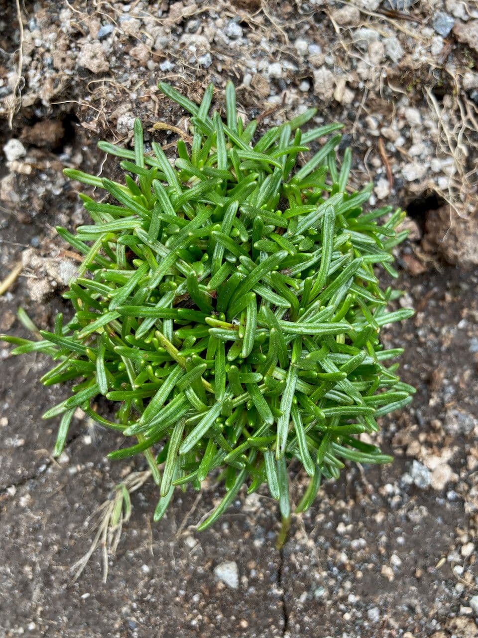 Calandrinia acaulis 10