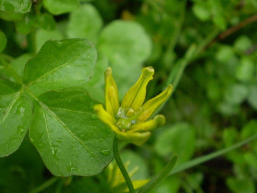 Gagea spathacea 3