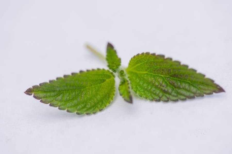 Lantana 16