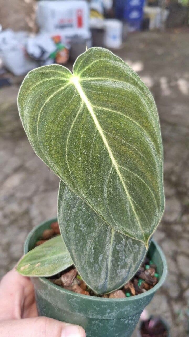 Schwarzgold-Philodendron 6