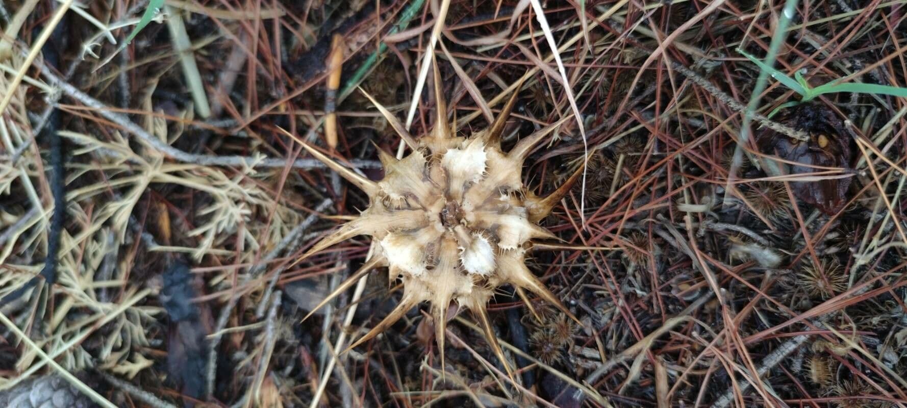 Mariendistel 21