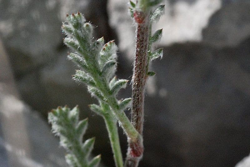 Achillea 11