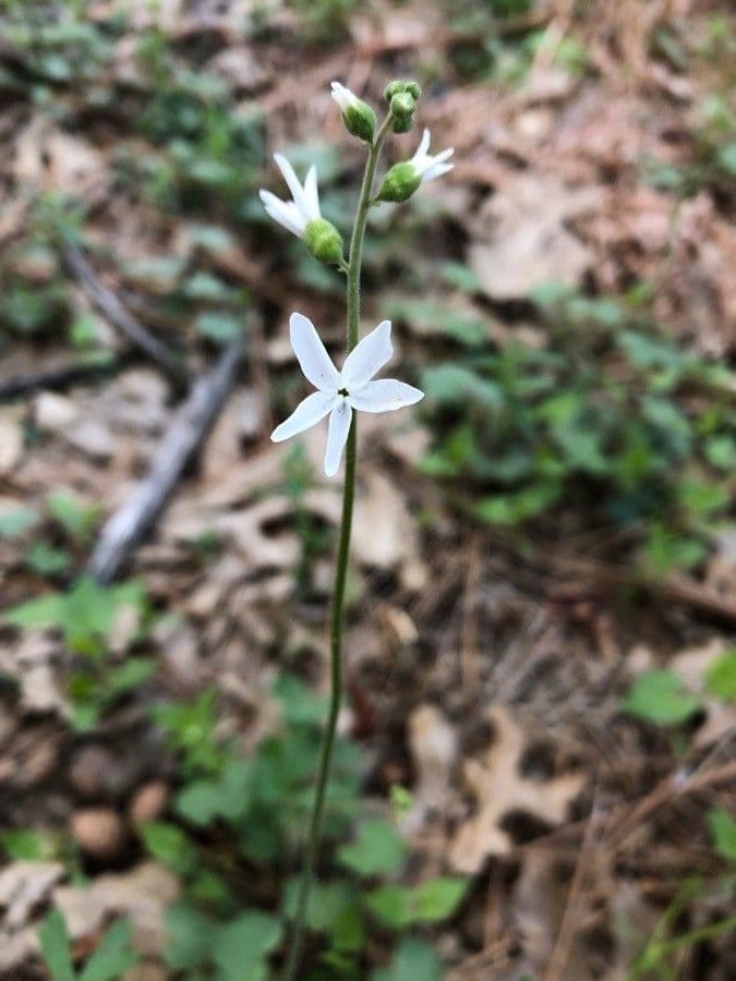 Lithophragma