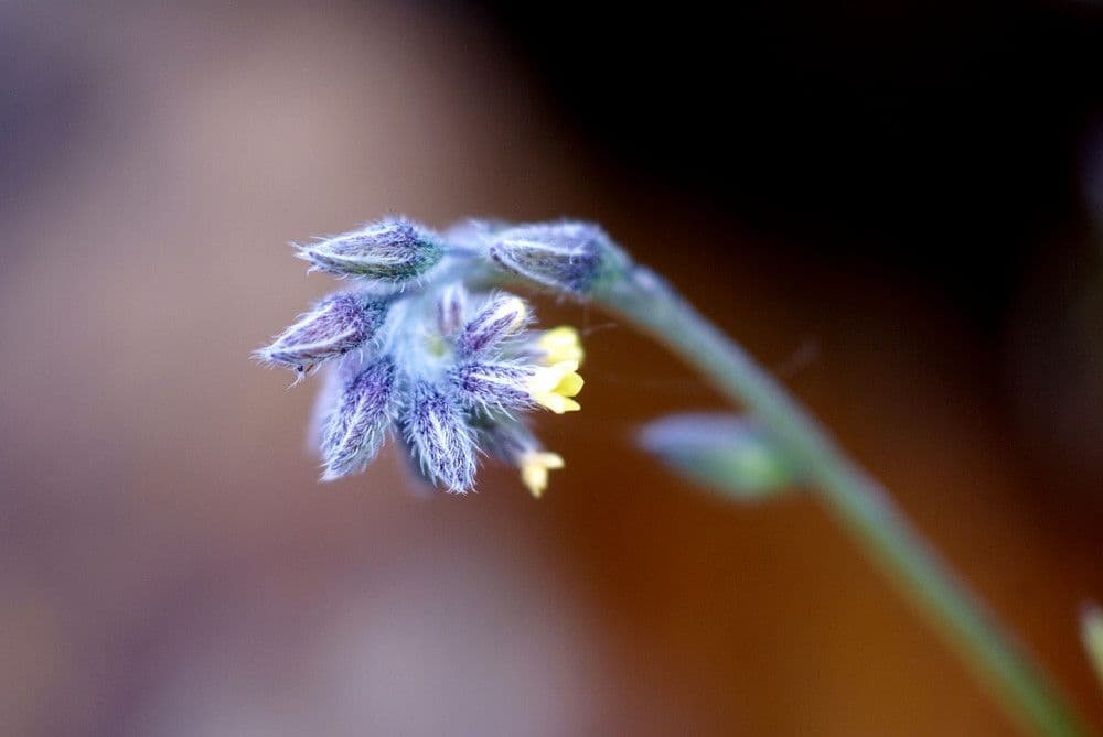 Myosotis 4