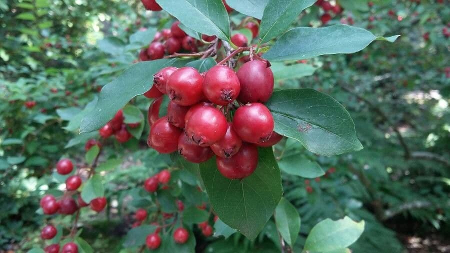 Cotoneaster
