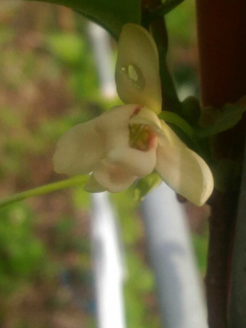 Schisandra chinensis 8
