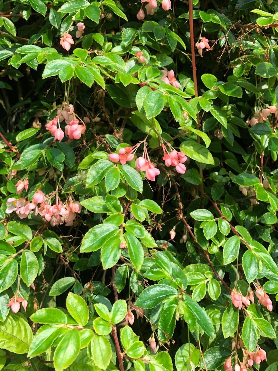 Fuchsienblättrige Begonie 12