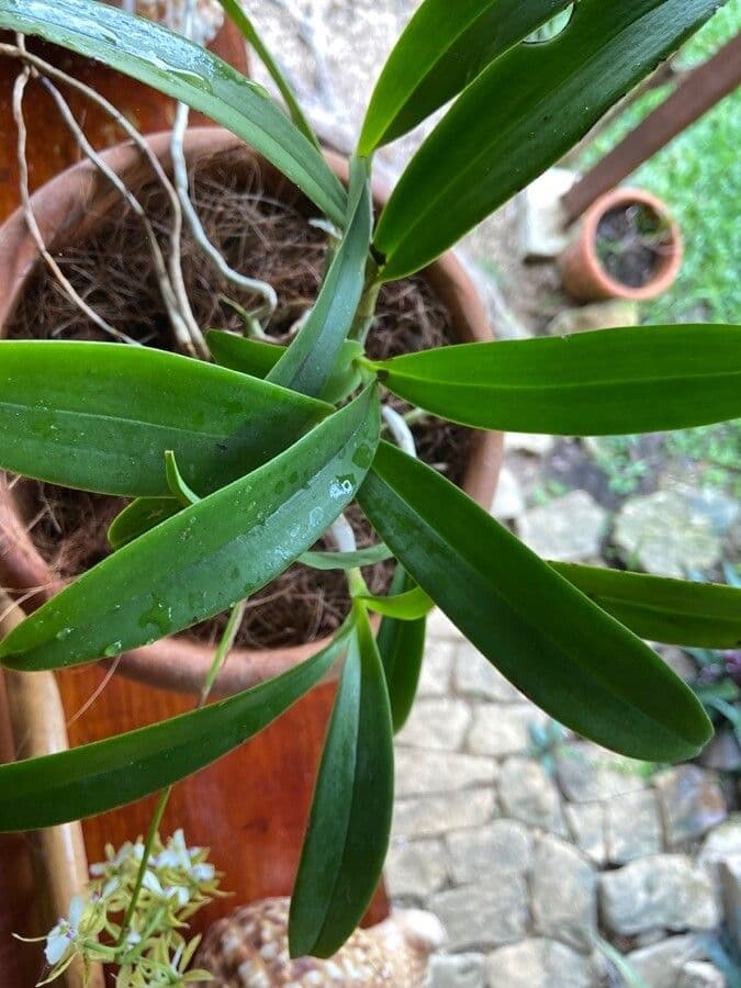Epidendrum 10