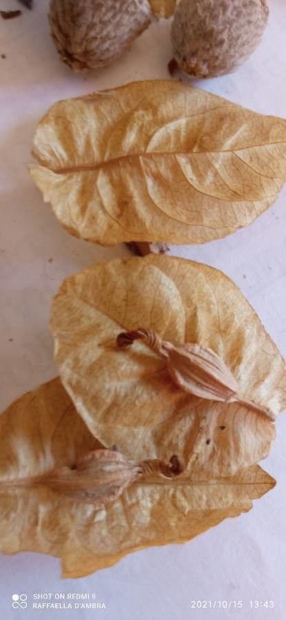 Bugenvilea 4