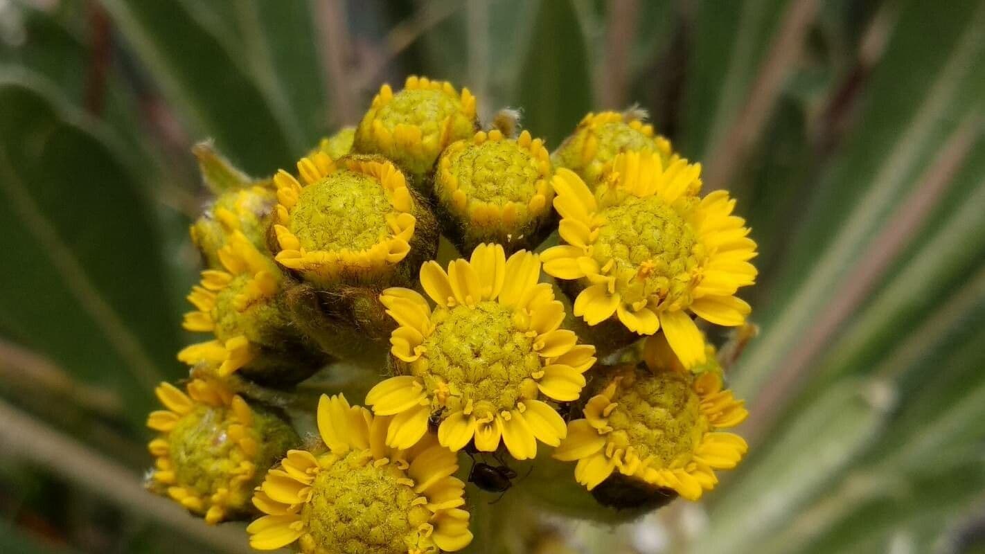Espeletiopsis 2