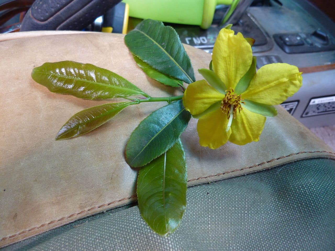 Ochna 3