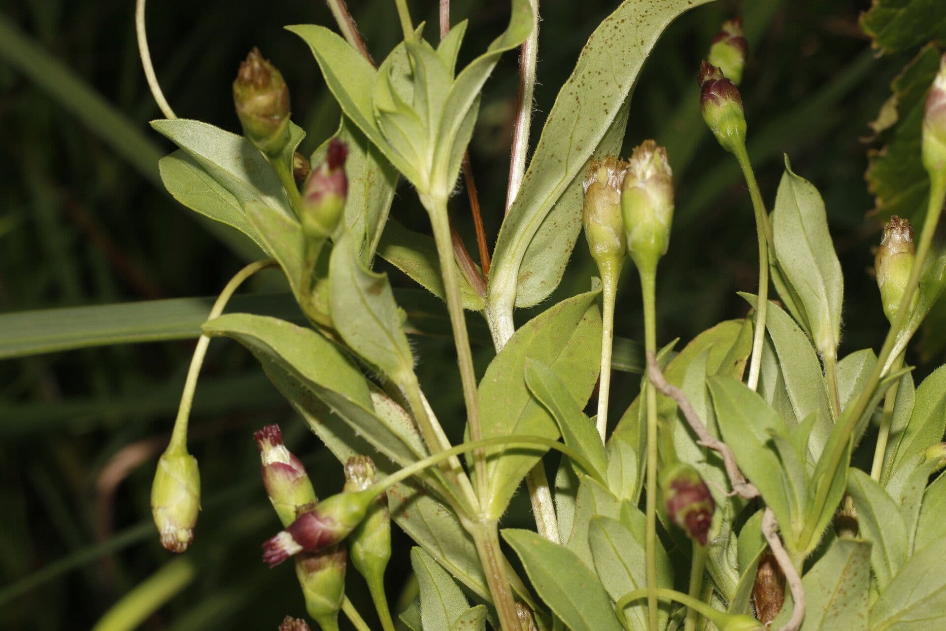 Espejoa 12