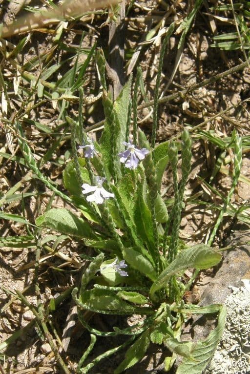 Scaglia viola 8