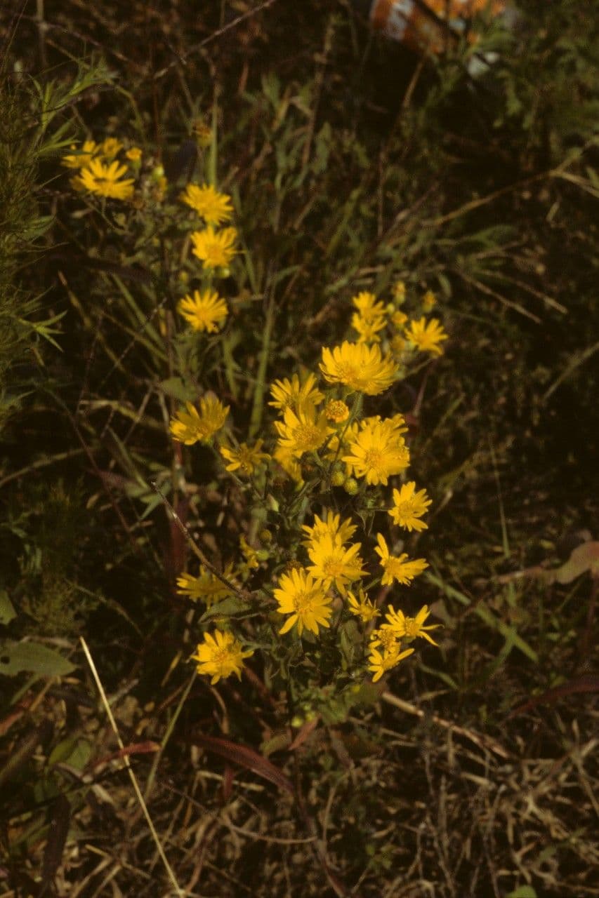 Chrysopsis mariana 8