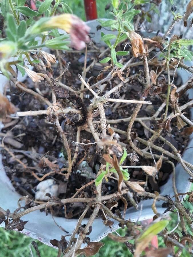 Kleinblütige Kalibrachoa 18