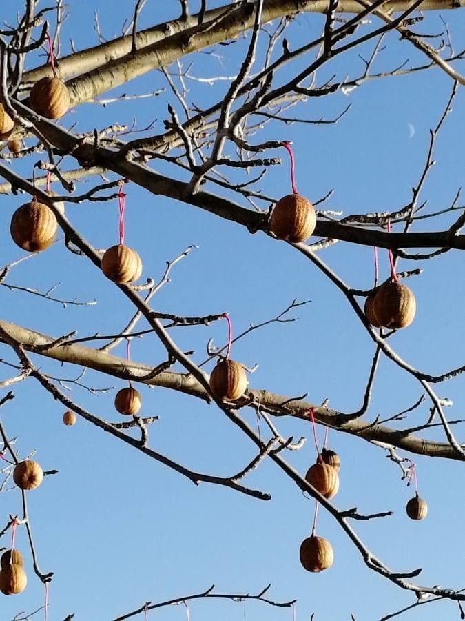 Taschentuchbaum 2