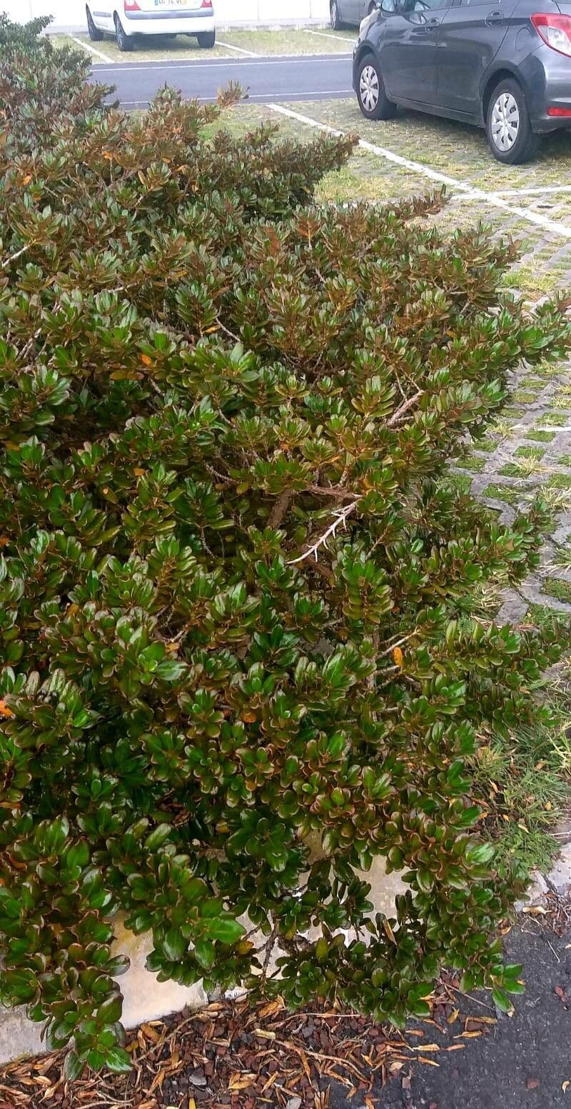 Coprosma plazivá 4